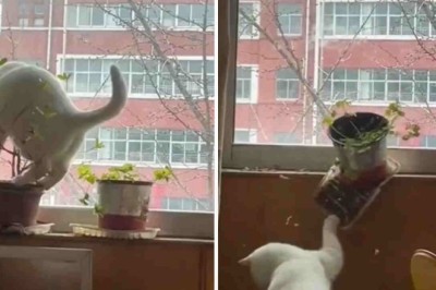 Cat-astrophe Alert: Hilarious Feline Destruction Takes the Internet by Storm!