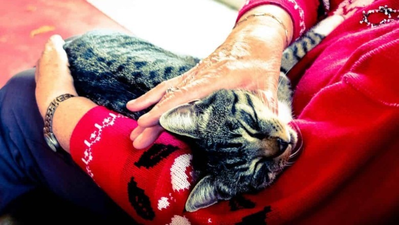Groundbreaking Study Reveals: Adopting Shelter Cats Can Cure Loneliness in Elderly Living Alone!
