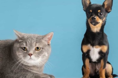 Movember for Pets: Unleashing Awareness on Prostate Health in Dogs and Cats!