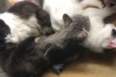 Hilarious Feline Frolic: Triple Trouble with Three Adorable Cats!