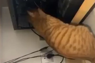 Hilarious Feline Shenanigans: Cat on a Mission to Cut Off Electricity Will Leave You in Stitches!