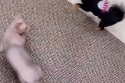 Side-Splitting Shenanigans: Pets Gone Hilariously Wild!