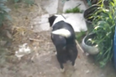 Stealthy Paws: Watch as this Hilariously Cute Dog Sneaks into a House like a Pro!