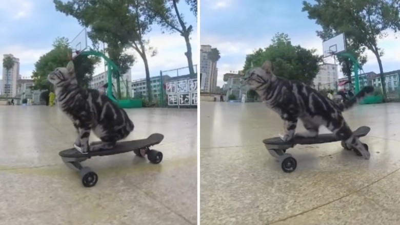 The Viral Sensation: Meet the Skateboarding Cat That's Taking the Internet by Storm!