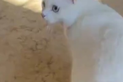 This Hilarious High-Ranking Cat Takes Charge! Watch the Pawesome Adventures of the Feline Boss!