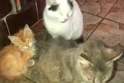 Triple the Cuteness! A Triple Dose of Hilarious Cat Shenanigans!