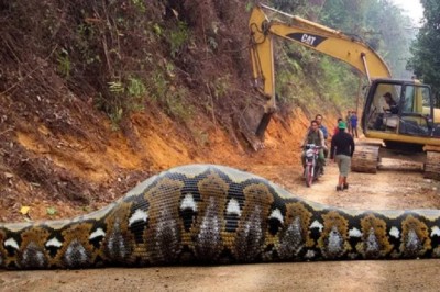 Unbelievable: Surgeon Rescues Giant Anaconda After Discovering Mysterious Object Inside!