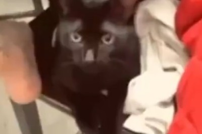 Unleashing the Laughs: Hilarious Pets That Will Have You Rolling on the Floor!