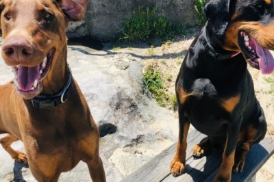 Unveiling the Fascinating Behaviors of Devoted Dogs - An Inside Look Will Leave You in Awe!