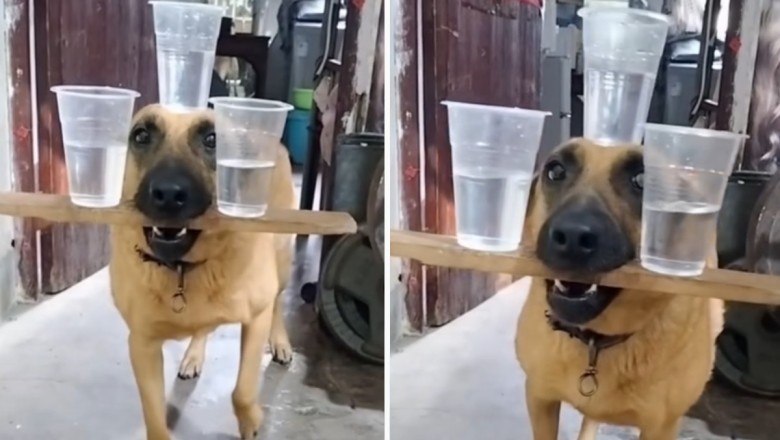 Viral Sensation: Watch This Talented Dog Juggle Three Water Cups with Astonishing Precision!