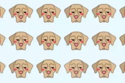Visual Puzzle Challenge: Can You Spot the Different Dog in Less Than 8 Seconds?