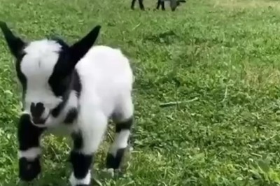 Who Knew Capricorns Could Bust a Move? Watch This Hilarious Video of a Dancing and Bouncing Capricorn!