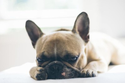 Breaking News: Scientists Uncover Mysterious Bacterial Infection Behind Deadly Dog Respiratory Disease