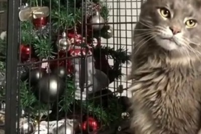 Hilarious Cat Celebration Will Make You Paws and Claws with Laughter!