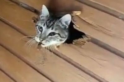 Hilarious Cat Launches Stealth Attack on Wooden Wall!