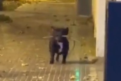 Hilarious Dog Turns into a 'Tree-tastic' Pup with a Branchy Surprise!