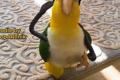 Hilarious Parrot Takes the Military by Storm with Perfect Salutes!