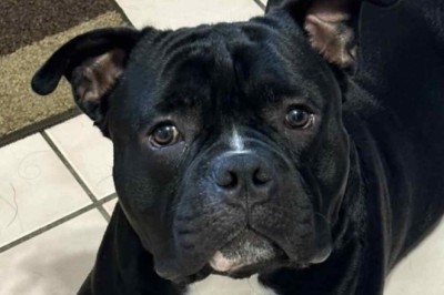 Man Arrested After Brutally Killing Daughter's Dog in Connecticut - Shocking Footage Inside