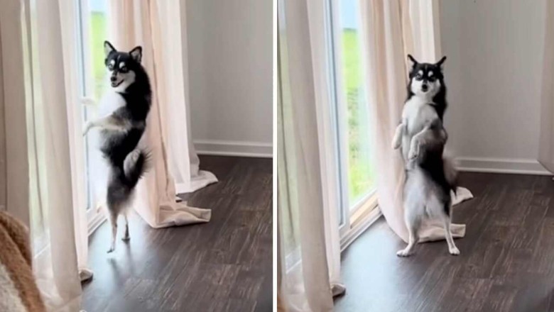 Pint-sized Pooch Goes Viral with Insane Caribbean Dance Moves!