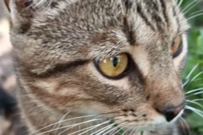 Prepare to be Blinded by Cuteness! Meet the World's Most Gorgeous Cat!