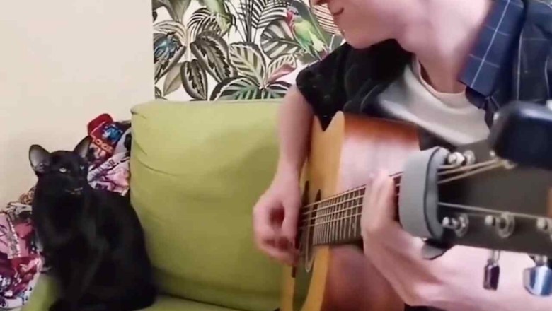 This Talented Cat Sings the Blues and Wins the Internet's Heart