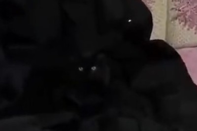 Unbelievably Hilarious Black Cat Takes Pranks to a Whole New Level!