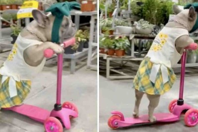Watch This Adorable French Bulldog Cruise Through a Plant Store on a Scooter!