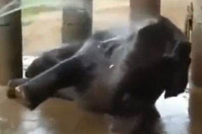 Adorable Mishaps Ensue as Small Elephant Takes a Hilarious Approach to Bathing!