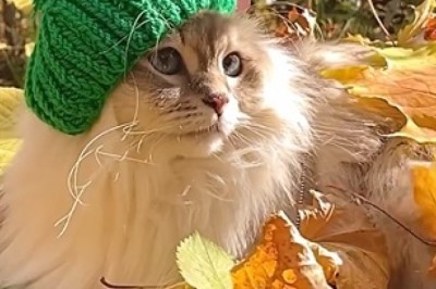 Hats Off to Hilarity! This Cat Takes Fashion to a Whole New Level!