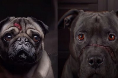 Heartbreaking Testimonies Revive Deceased Dogs, Exposing Horrific Animal Cruelty