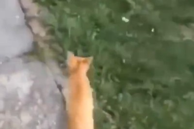 Hilarious Cat vs Dog Showdown: Cat Takes on the Dog's Head!
