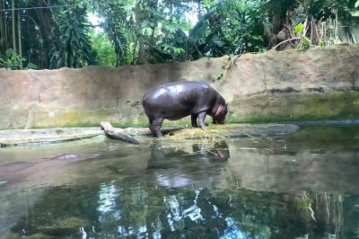 Hilarious Hippopotamus Breaks into Garden Dance Party!