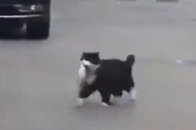 Hilarious Pet Fails and Funny Moments That Will Have You in Stitches!