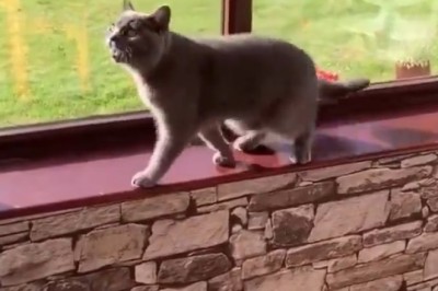 Laughing Out Loud: Pets Being the Masters of Comedy!