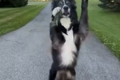 Paws-itively Hilarious: Watch These Adorable Pets Busting a Move in the Ultimate Dance-Off!