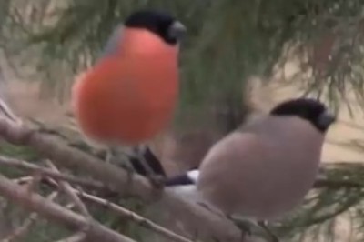 Prepare to Get Tweeting! Hilarious Birds Chirping Compilation Will Leave You in Stitches!