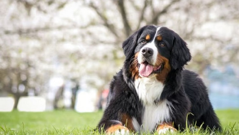 Preserving the Joints of Large Dogs: The Ultimate Guide for a Happier and Healthier Furry Friend!