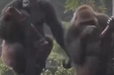 Rainy Day Spa: Hilarious Gorilla Gets a Refreshing Shower!