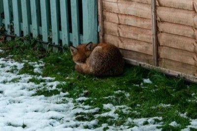 The Heartwarming Tale of a Stray Fox Who Found Comfort on a Couch - A Friendship You Won't Believe!