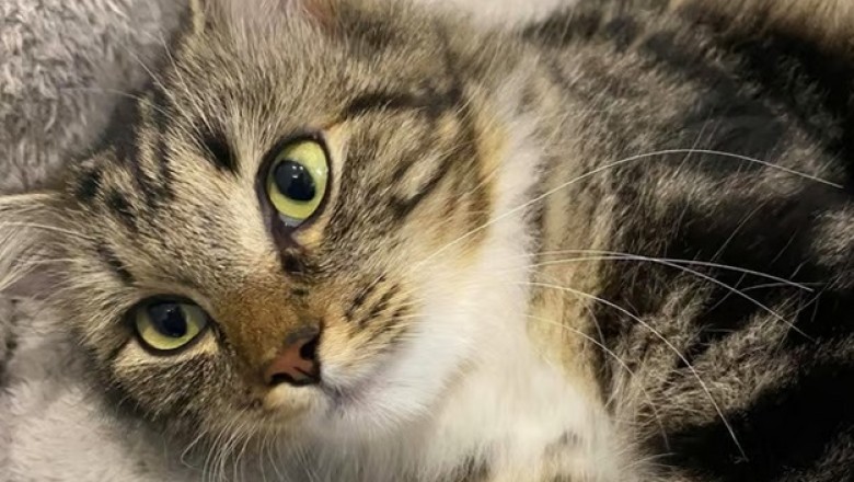 Unbelievable! This Cat Defies All Diagnoses and Celebrates Her Third Year of Life Against All Odds