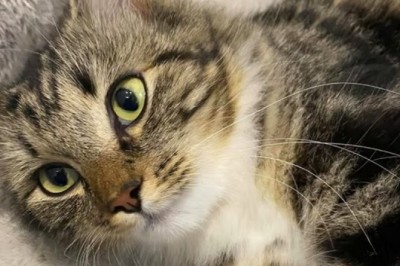 Unbelievable! This Cat Defies All Diagnoses and Celebrates Her Third Year of Life Against All Odds