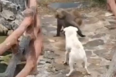 Watch Hilarious Doggy Justice Unleashed as They Teach a Mischievous Monkey a Lesson!
