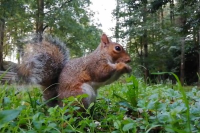Watch This Hilarious Squirrel Take Over the Field in the Funniest Way Possible!