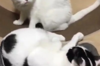 Claws Out! Hilarious Showdown Between Two Angry Cats!
