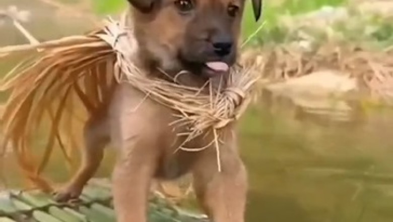 Hilariously Adorable: Tiny Dog Takes on the Role of Zandia and Steals the Show!