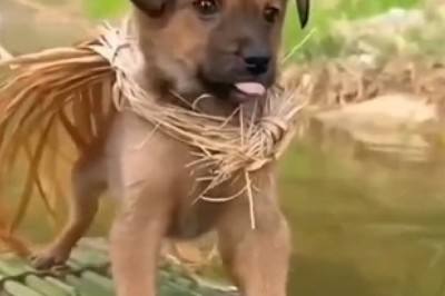 Hilariously Adorable: Tiny Dog Takes on the Role of Zandia and Steals the Show!