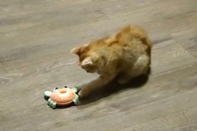 Purr-fect Genius: Hilarious Cat Solves Puzzle of a Mobile Machine!