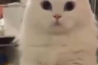 Catch this Hilarious Cat Dancing in Slo-Mo!