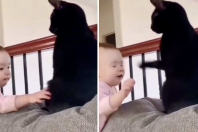 Cats vs. Babies: Hilarious Video Reveals Cats' Zero Patience!