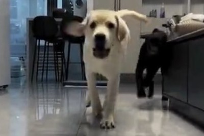 Cuteness Overload: Watch These Adorable Dogs Turn a House into Their Play Haven!